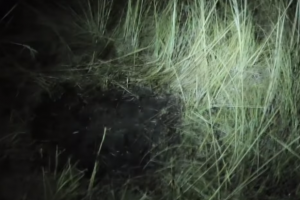 Hombre logra atraer OVNI y pudo videograbarlo